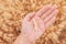 Farmer checking up development of grains in ripening wheat crop ears in field, close up of male hand