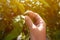 Farmer checking up on unripe fruit of mandarin orange in organic orchard, close up of male hand