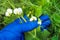 The farmer checks the disease or pests of the peas during the flowering period in the summer. Agronomist hand in a glove close up