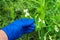 The farmer checks the disease or pests of the peas during the flowering period in the summer. Agronomist hand in a glove close up