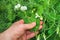 Farmer checks the disease or pests of the peas during the flowering period in the summer. Close-up agronomist hand holding a stem