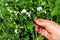 A farmer checks the flowering of peas on a plantation. Close-up of an agronomist is hand. Pea care