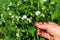 Farmer checks the flowering of peas on a plantation. Close-up of an agronomist hand. Pea care