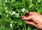 Farmer checks the flowering of peas on a plantation. Close-up of an agronomist`s hand. Pea care