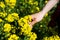 A farmer checks the harvest of a rapeseed field. rural state. Biofuel concept