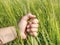 Farmer checks with his hand the spikelets unripe wheat