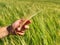 Farmer checks with his hand the spikelets unripe wheat