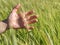 Farmer checks with his hand the spikelets unripe wheat