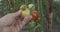 Farmer checks the maturity of the tomatoes with his hand