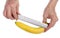 Farmer checks the size and quality of ripe yellow banana  fruit  using a ruler isolated macro