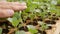 Farmer checks sprouted young cabbage seedlings in a greenhouse. Farm theme. Seedlings of vegetable crops on an