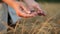 Farmer checks wheat. Agriculture female worker inspects grain crop with hands, agriculture field worker looks at ripe