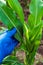 Farmer checks young corn for pests or diseases. The idea of caring for a corn plantation during growth or vegetation