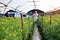 Farmer in Chemical protection suit