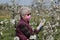 Farmer in cherry orchard analyze blossoming trees