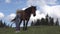 Farmer Child Looking a Grazing Horse, Cowboy Kid Playing, Girl Pasturing