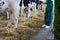 Farmer cleaning stable after cattle