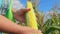 Farmer cleans corn from husks