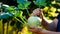 farmer cleans kohlrabi from leaves in a summer garden. Ripe kohlrabi with leaves in male hands.Green healthy vegetables