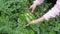 The farmer cleans a ripe watermelon from the ground and leaves. The harvest of watermelon background. Big watermelon in