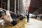 Farmer with clipboard and cows in cowshed on farm