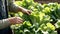 Farmer close-up holding and collecting green lettuce leaves with roots