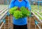 Farmer collect green hydroponic organic salad vegetable in farm,