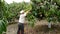 Farmer collecting mango tropical fruit in tree in a plantation manually