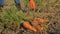 Farmer collects carrots vegetables woman collects carrots on field