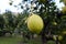 Farmer collects citrus fruits in the garden