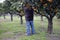 Farmer collects citrus fruits in the garden