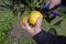 Farmer collects citrus fruits in the garden