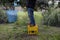 Farmer collects citrus fruits in the garden