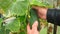 Farmer collects cucumbers in a box