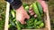 Farmer collects cucumbers in a box