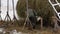 The farmer collects hay bales after loading on cart