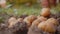 A farmer collects potatoes in the field. Organic farming, autumn, harvest season