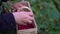 The farmer collects raspberries from the garden and puts them in a wooden box.