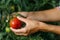 Farmer collects ripe tomatoes grown in his orchard