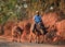 Farmer coming back from the field on his water buffalos, Trek Kalaw Inle Lake, Shan State, Myanmar