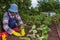 Farmer compacts the soil. Woman gardener plants strawberry mustache