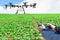 Farmer control agriculture drone fly to sprayed on lettuce
