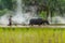 Farmer controlling buffalo to plow rice farm