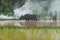 Farmer controlling buffalo to plow rice farm