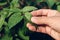 Farmer controlling growth of potato plants in vegetable garden