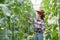 Farmer controlling melon on the tree. Concepts of sustainable living, outdoor work, contact with nature,