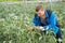 Farmer controlling process of growing of beans in glasshouse