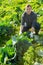 Farmer controlling ripening cabbage