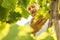 Farmer controls white grapes on a vineyard - agriculture