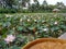 Farmer cottage pink lotus pond